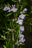 Rosmarinus officinalis (Prostratus Group) 'Capri' RCP2-06 032.jpg